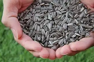 sunflower seeds