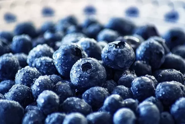 Exploring the Health Benefits of Blueberries