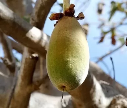 Unveiling the Marvel of Baobab