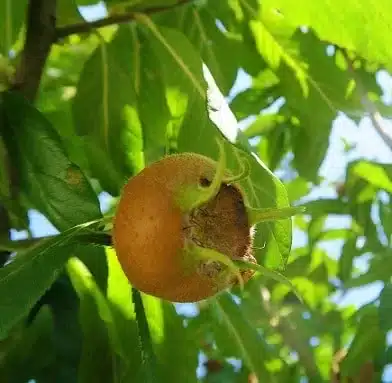 medlar fruit