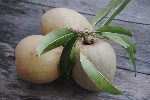 sapota