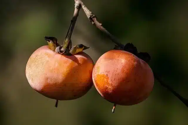 Persimmons: Unraveling the Mystique of an Ancient Fruit