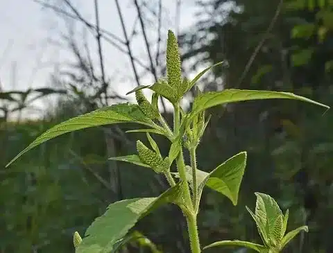 Exploring the Nutritional Powerhouse: Amaranth