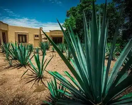 agave plant