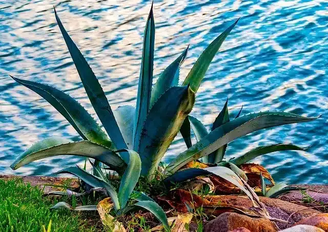 blue agave