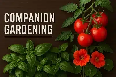 Companion Gardening