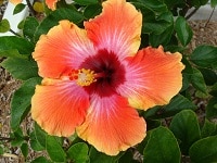 hibiscus rose